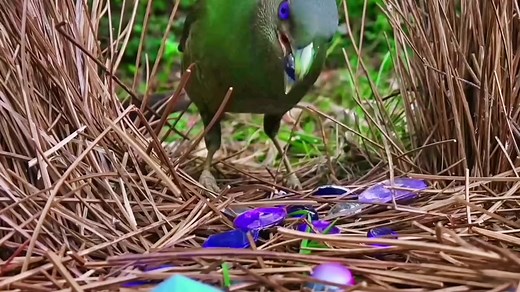 The satin bowerbird (Ptilonorhynchus violaceus) is a bowerbird endemic to eastern Australia. A rare natural intergeneric hybrid between the satin bowerbird and the regent bowerbird is known as Rawnsley's bowerbird.#bird #birdslove #birdsoftiktok #fyp #foryou #trending #viral #animals #bowerbird