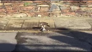 4.3K views · 183 reactions | Incredible footage of a female sparrowhawk hunting a feral pigeon on the quayside in Ramsey sent in by Lamara Craine. The food value of the pigeon is so great that the sparrowhawk refuses to abandon it even as cars drive by. | Manx Wildlife Trust | Facebook