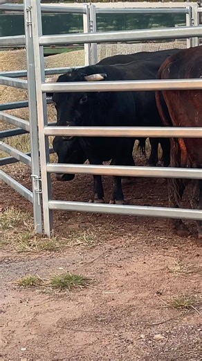 Exciting Mini Bull Riding Experience in Darwin