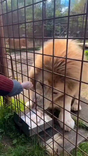 lion.ting | She fed a hungry lion and it almost ate her hand. A terrifying look! Scarface, the famous lion from Kenya's Maasai Mara National Reserve,... | Instagram