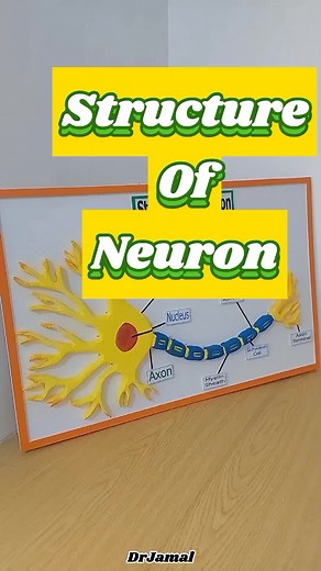 Understanding Neurons and the Nervous System