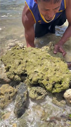 Catching an Octopus Hiding Under a Rock! 🐙