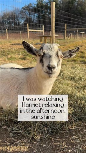 Almost exactly 4 years ago we attended once of the worst slaughter auctions in the Northeast. As we were walking through the holding pens we saw a tiny white goat being trampled into the muck by dozens of much larger goats, all terrified, hungry and thirsty. We reached over the side and fulled her up, locking eyes with her. In that moment we knew we needed to save her. When we got Harriet home to the safety of our sanctuary we found two different ear tags and big chunks of glue in her fur from p