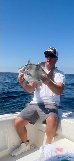 Large Triggerfish caught off Rhode Island. #fishing #triggerfish