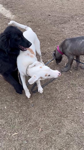 Meet our new guy “Goose”. Blue brindle cane corso mix. He’s is super sweet, mild mannered, good with other dogs. He’s looking for his furever home. Come and meet this sweet baby!!! | Conway Animal Services