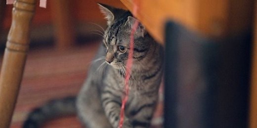 Should You Pull String Hanging From Your Cat's Behind?