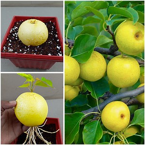 15K views · 122 reactions | Best skills how to grow pears tree from pear fruit in pot 100% success | Rana Craft | Facebook