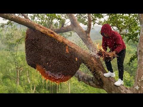 Harvesting a Giant Wild Honeycomb – Surrounded by Bees