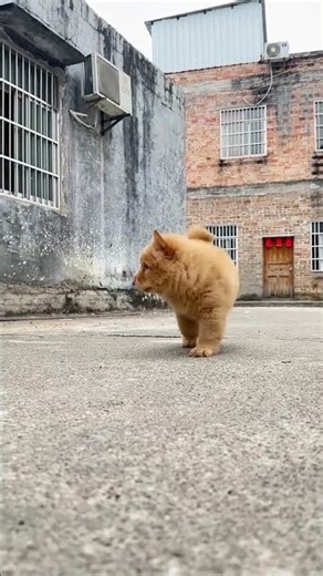 “Watch My Cute Puppy Enjoying Life with Funny Moments and Pure Happiness 🐕😄🥰#puppy #funny #shorts
