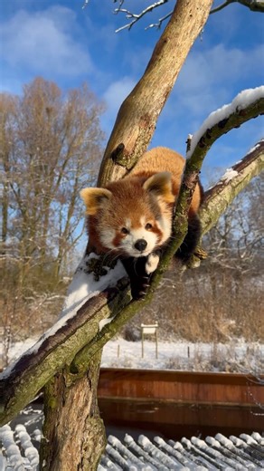 Rode panda’s voelen zich helemaal thuis in de sneeuw ❄️ In het wild leven ze hoog in het Himalayagebergte, waar de kou genadeloos kan zijn. Gelukkig zijn ze perfect aangepast: met een dikke wintervacht en een pluizige staart die als deken dient, trotseren ze moeiteloos de winter. #sneeuw #snow #redpanda #cold #aquazoo | AquaZoo Leeuwarden