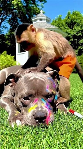 Monkey PRANKS Sleeping Dog with Permanent Marker?! 😱🎨