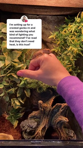 Crested Gecko Care Tips and Lighting Needs Answered
