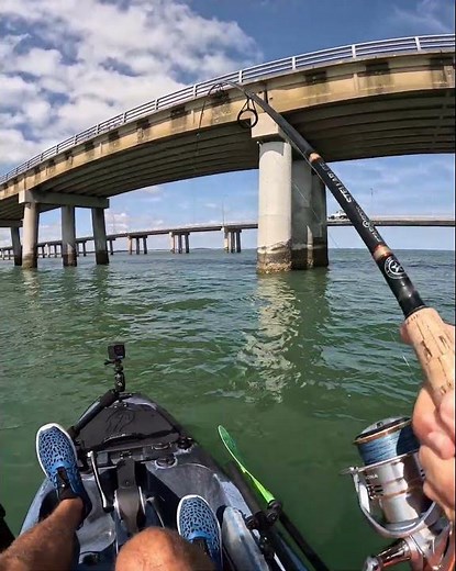 Sheepshead pulling drag #fishing