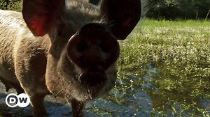 Uncertain future for foraging pigs in Serbia
