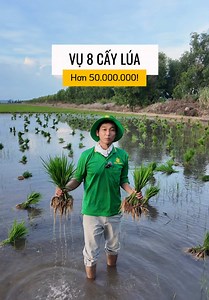 Cấy lúa 50 triệu lỗ lớn, nông dân cố gắng đến cùng