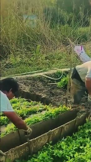 Building an Irrigation Channel in the Field #FarmInfrastructure #WaterManagement #LabeeqAgriFarm