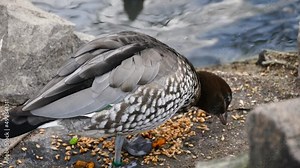 Australian wood duck (Chenonetta jubata) eating seeds near the water