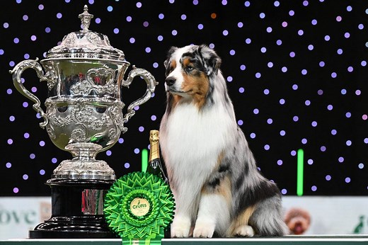 Crufts 2025: Dates, TV schedule and top dogs to watch in this year’s show