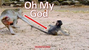 181K views · 2.2K reactions | OMG so pity little baby monkey, Why doing like a toy, Don't drag like this,Tourist Monkey 3604 | MonkeyCamp | Facebook