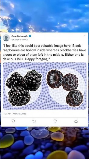 Black Raspberry vs. Blackberry 😱 What’s the Difference #BlackRaspberry #Blackberry