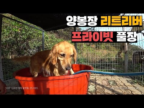 양봉장 리트리버, 빨간 대야사와서 추워지기 전 마지막 물놀이 시켜주기