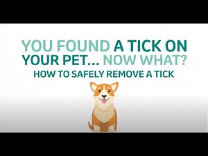 How to safely remove a tick from your pet