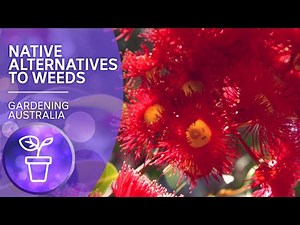 Native alternatives to environmental weeds | Australian native plants | Gardening Australia