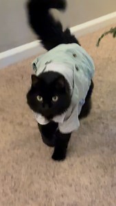 Sometimes you just need to strut in your overalls . . . . #overalls #grandpa #dancing #catsrule | Katsrkole