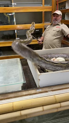Giant Angry Python Protecting Giant Snake Eggs | Wildlife Moments 🐍😅
