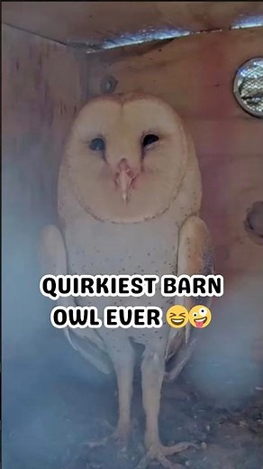 The quirkiest barn owl we’ve ever seen 😆 #funnyowl #sillyowl #barnowl