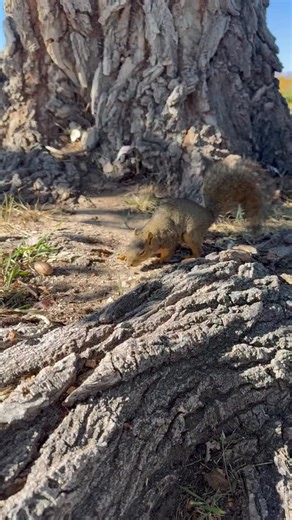 Today I stopped at @starbucks for a coffee, the one in the same parking lot as Walmart. Before I even got out of the car, I spotted a little tail racing across the lot heading straight toward me. I stood there for a moment, wondering if this tiny bundle of energy was really running my way, but sure enough, he was. Luckily, I came prepared. I had a full pound of peanuts and two pounds of pecans with me. I poured some water into an empty cup and made a little feast for him right there. He was so h