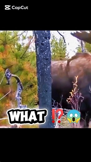 Моргнул — и всё 👀🦌#shorts #deer #viralclips #trendingnow