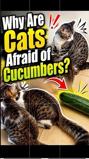 Why Are Cats Afraid of Cucumbers? The Truth Will Surprise You!