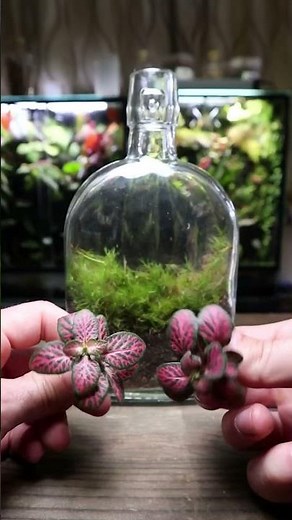 Got An Old Bottle? Turn it Into a Terrarium!