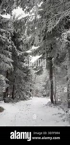 Snowy forest path showcases tranquil winter scenery, as camera smoothly pans through towering trees, capturing natures beauty