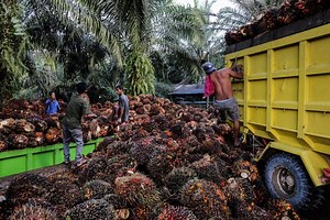 Pro dan Kontra Program Biodiesel yang Disorot Faisal Basri - Industri Katadata.co.id