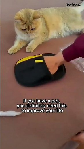 How to Get Pet Hair Out of Sofa Cushions on Both Sides
