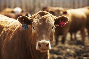 Beef Market Update: A fascinating time for price, policy and trade
