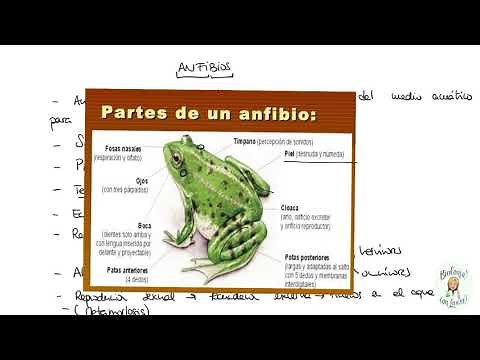 Los anfibios. Características generales