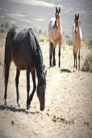 Watch Mustangs - Living Legends Season 1 Episode 1 - Coming Out of the Wilderness
