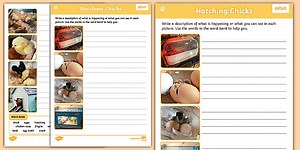 Virtual Hatching Chicks Writing Activity