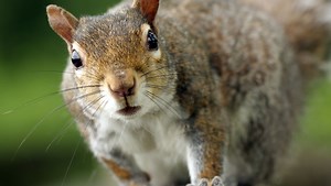A Squirrel's Guide to Success on PBS