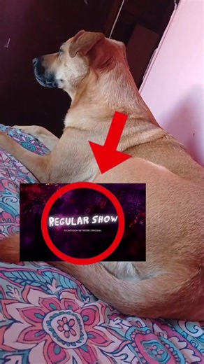 Regular Show Intro Meme Compilation