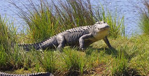 Florida Family Expecting Pizza Delivery Surprised To Find Hungry Alligator Waiting Outside Instead