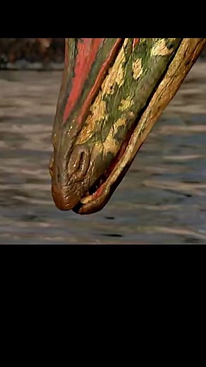 19K views · 534 reactions | Feeling Jurassic today. 秊 #dino #dinosaur #fossils #paleontology #prehistoric | Love Dinosaurs | Facebook