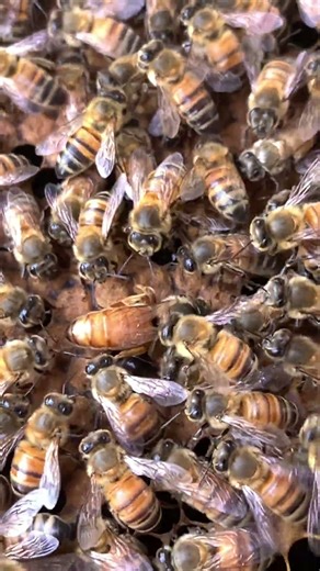 Healthy Queen Bee Laying Eggs 🐝👑 #Shorts