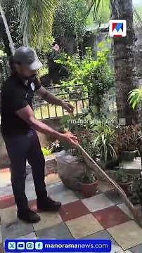 കൊല്ലം കുളത്തൂപ്പുഴയിൽ വീട്ടിലെ പൂന്തോട്ടത്തിൽ നിന്ന് മൂർഖൻ പാമ്പിനെ പിടികൂടി | Cobra | Snake