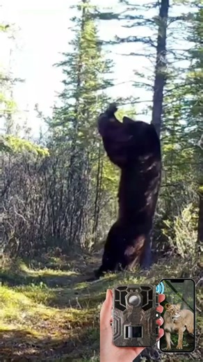 hunting camera source factory