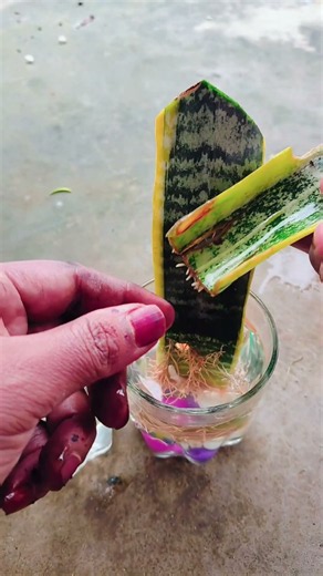 “Watch how I propagate a snake plant leaf into a whole new baby plant! #SnakePlant #PlantPropagation