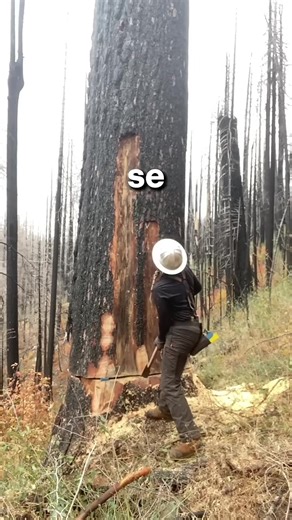 Cuando el árbol no se mueve: una historia curiosa